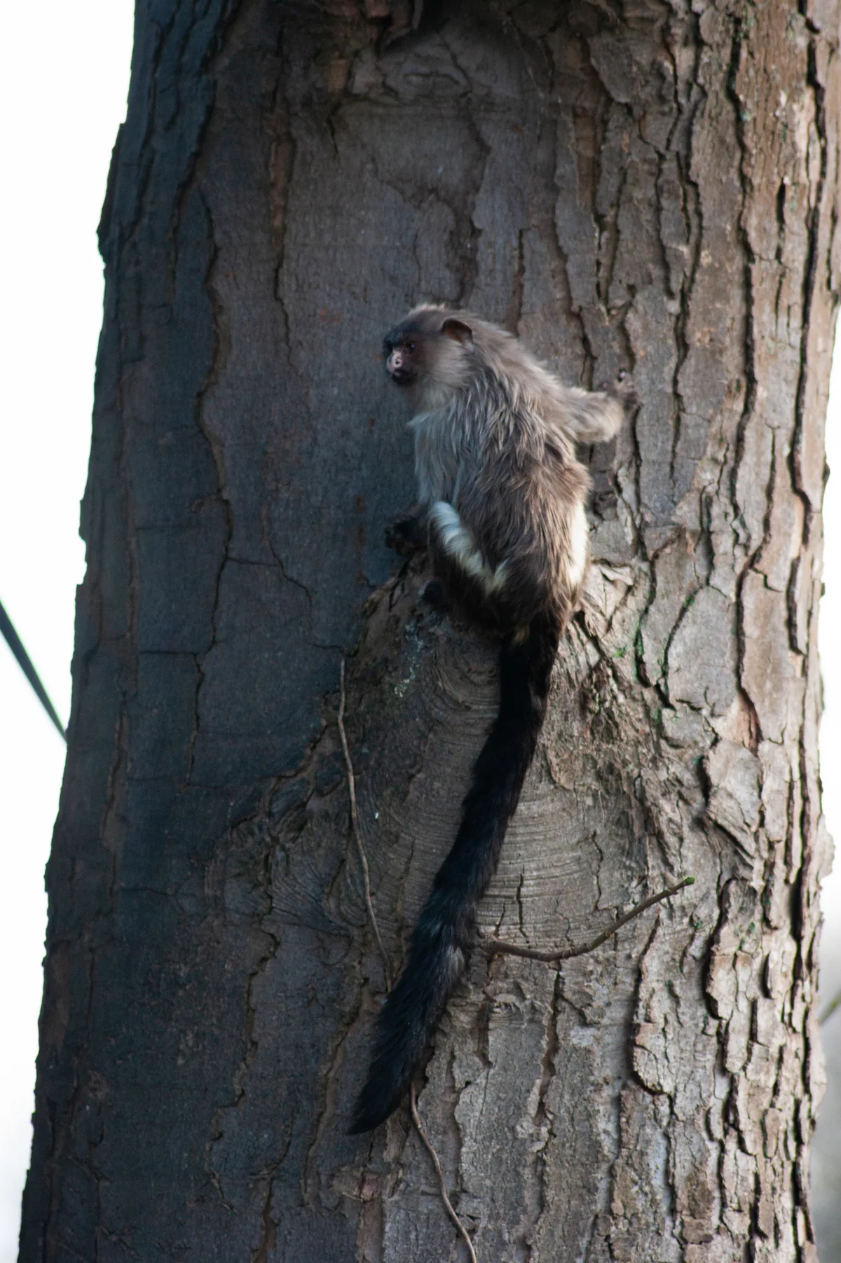Black tailed marmoset