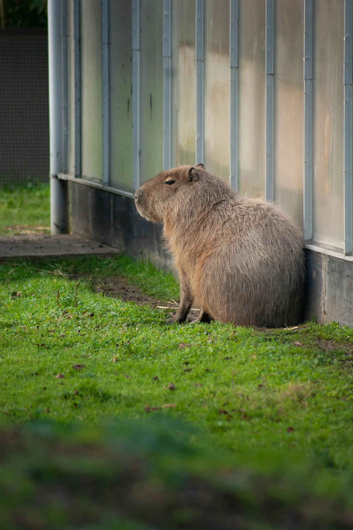 Capybara