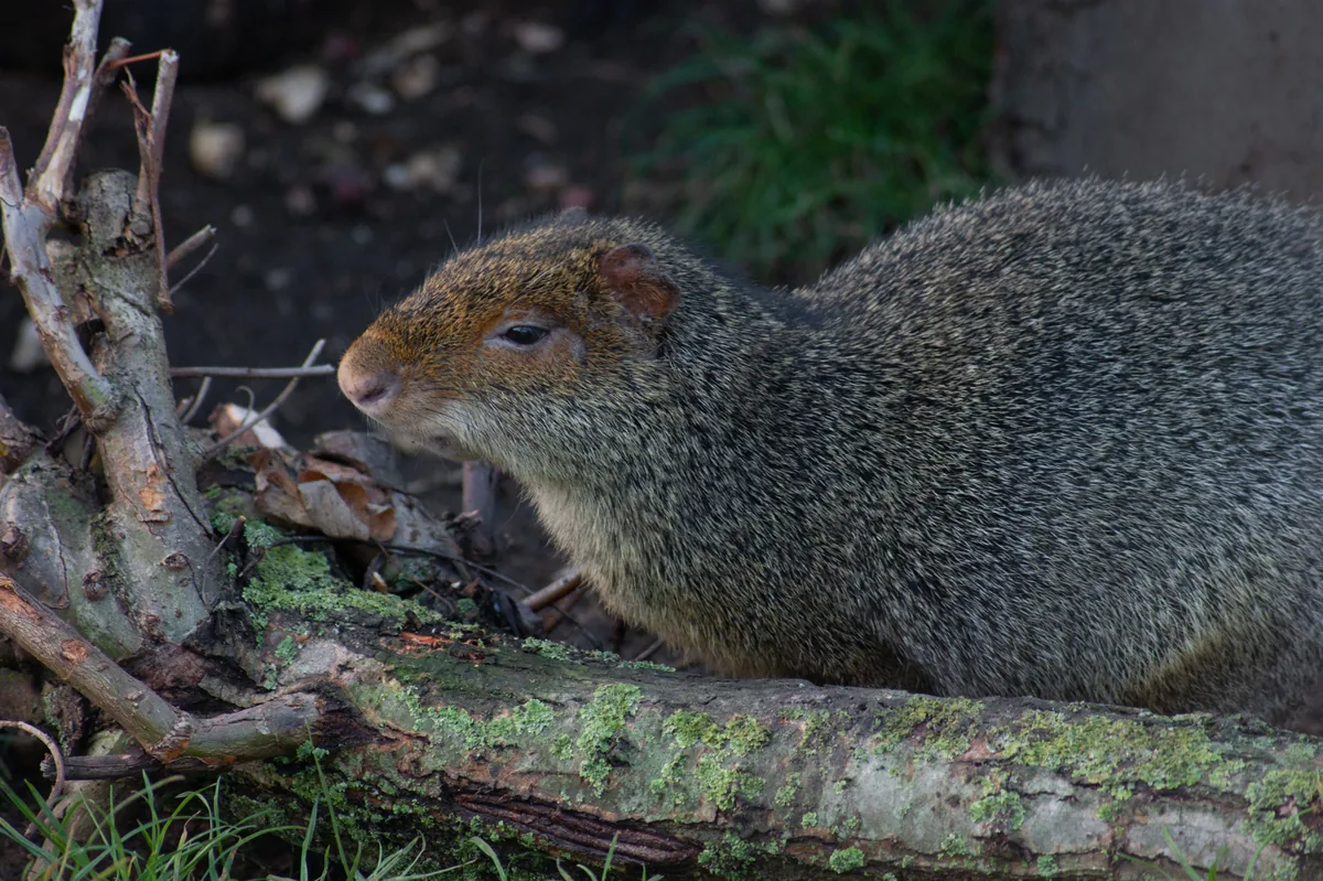 Azara’s Agouti