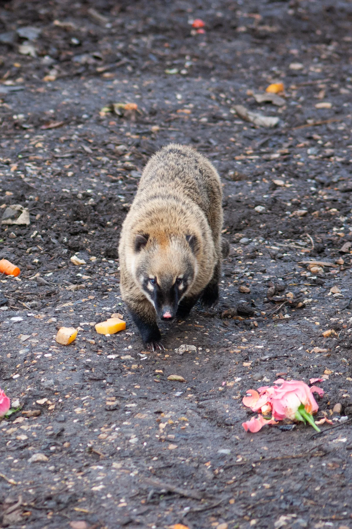 Coati