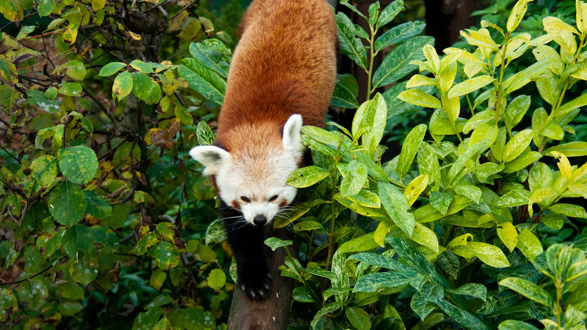 Red panda