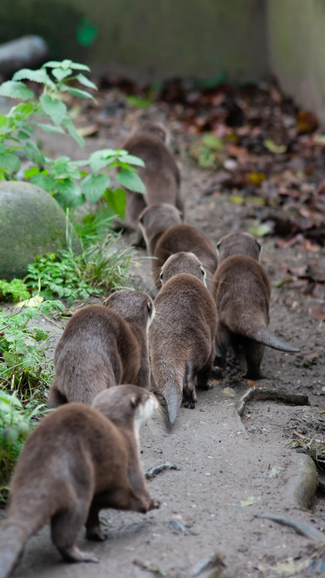 Fine, I'll take the otter train!