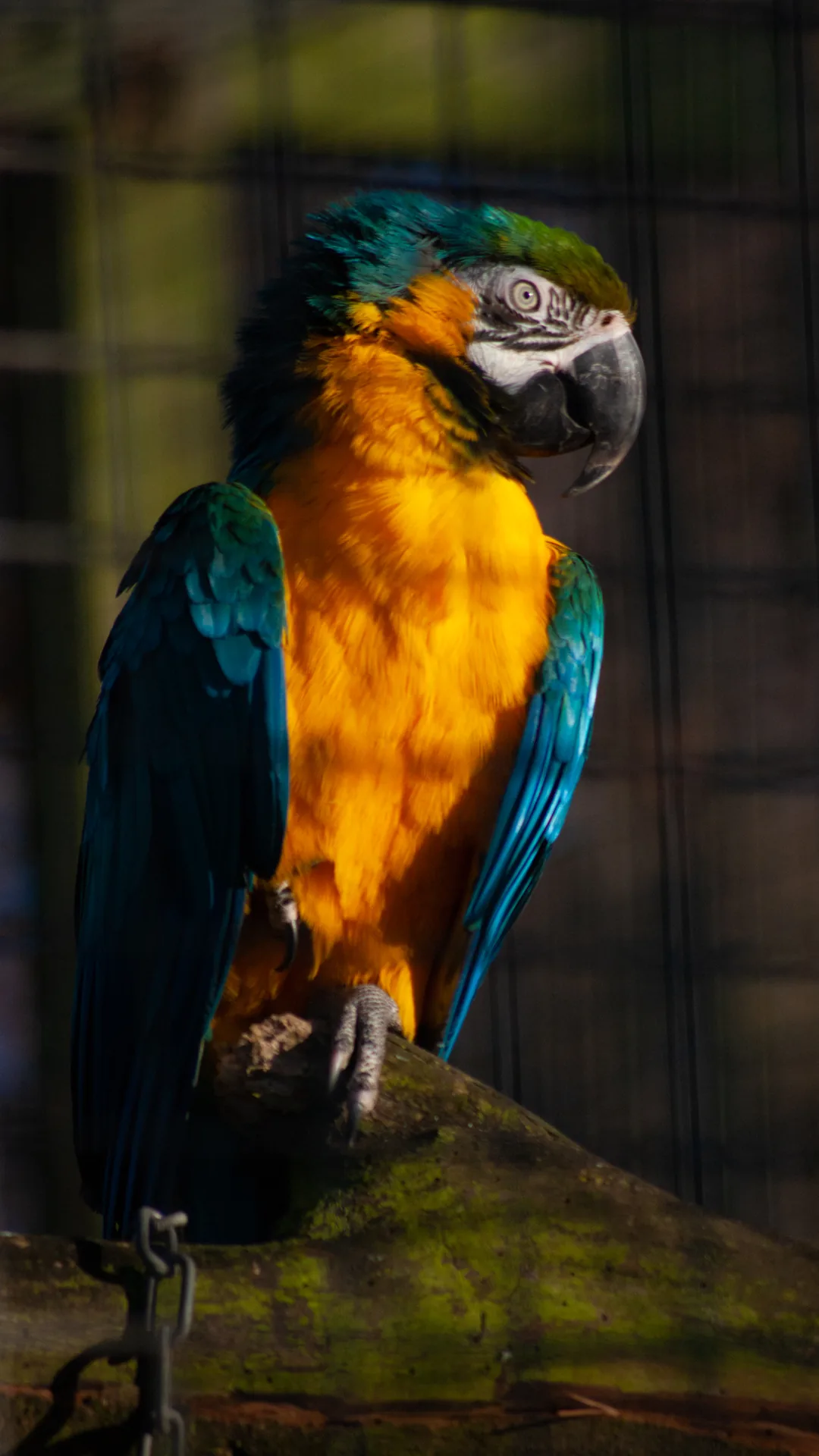 Blue-and-yellow macaw
