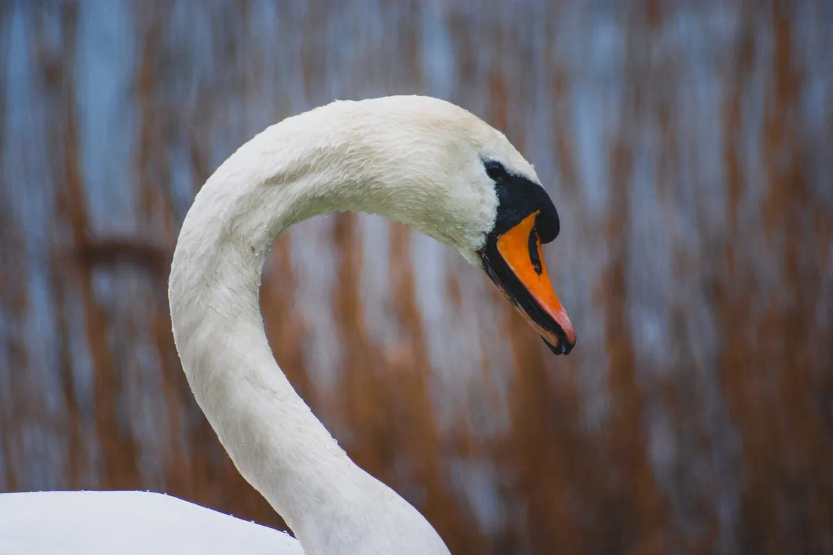 Swan