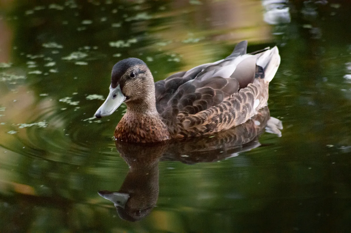 Hey, it's a nice duck