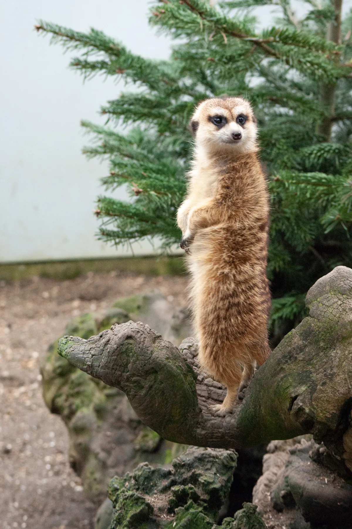 Quick before the hyena come!