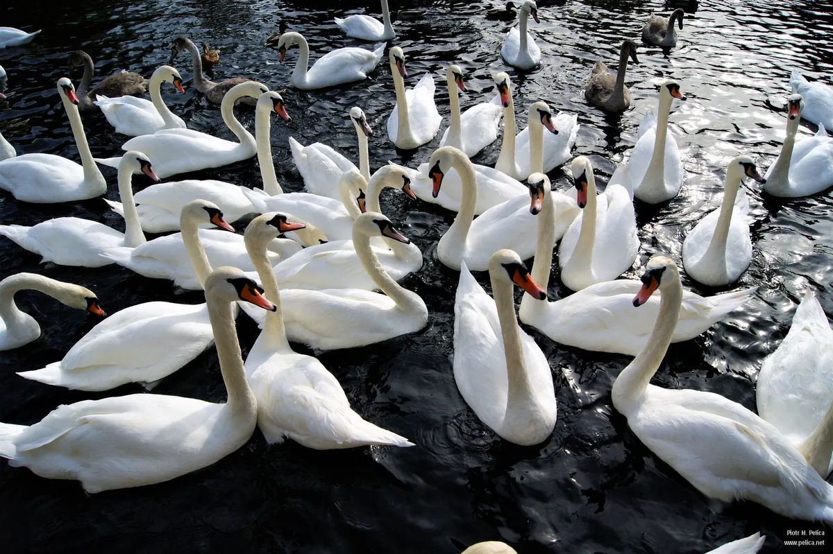 Swan Lake, but literally