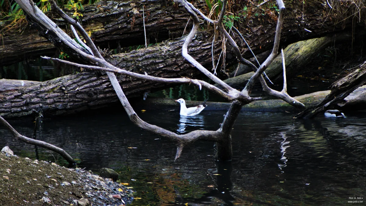 Paxton Pits, St Neots
