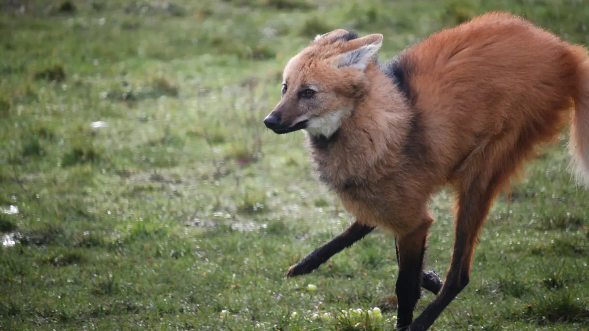 I am chaos. I am speed. I am 78% legs.