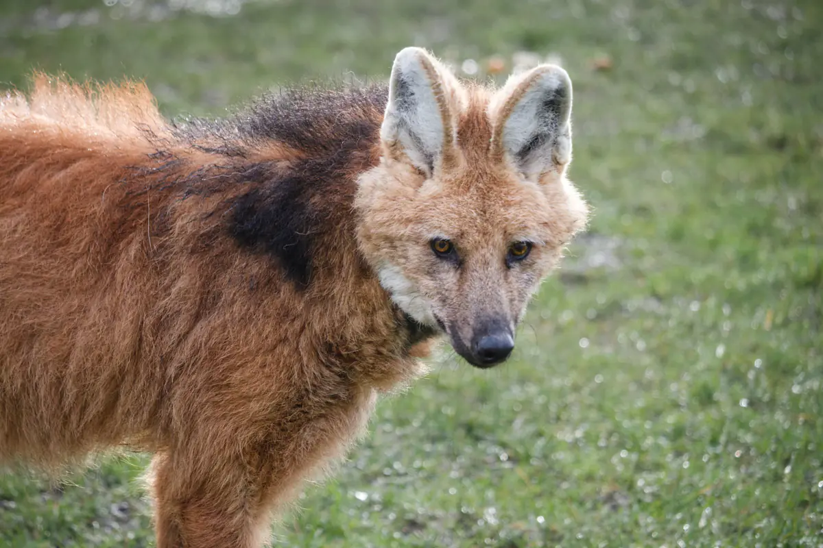 My Reset has Long Legs