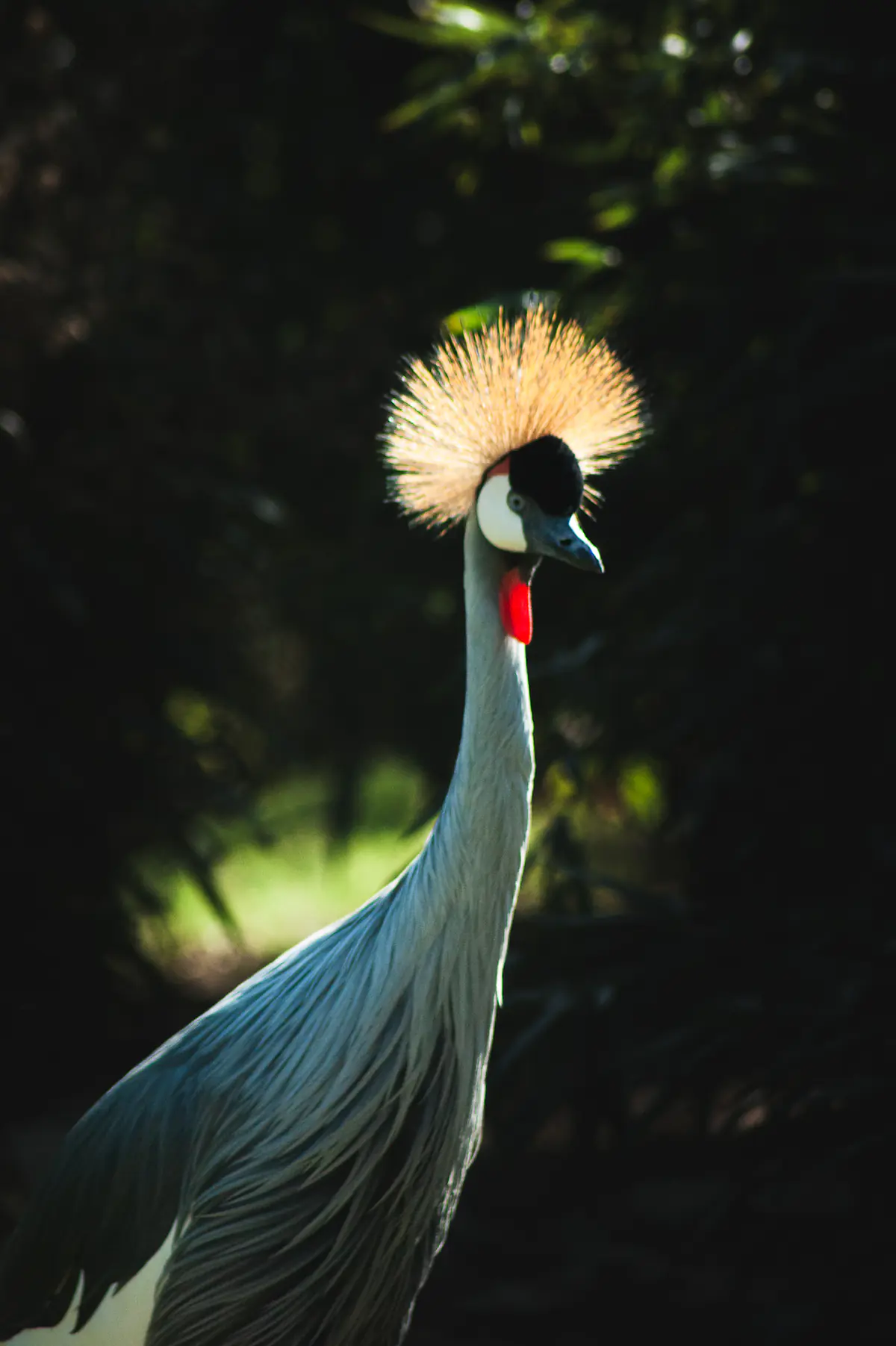 East African Crowned Crane