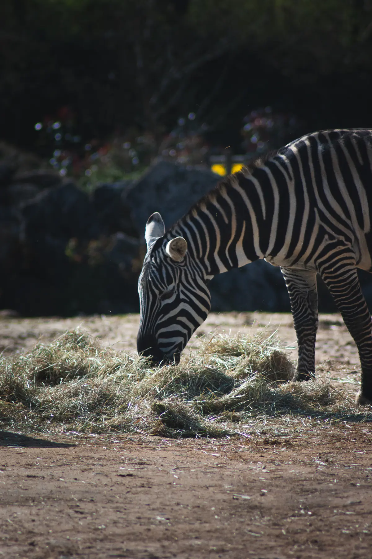 Maneless Zebra