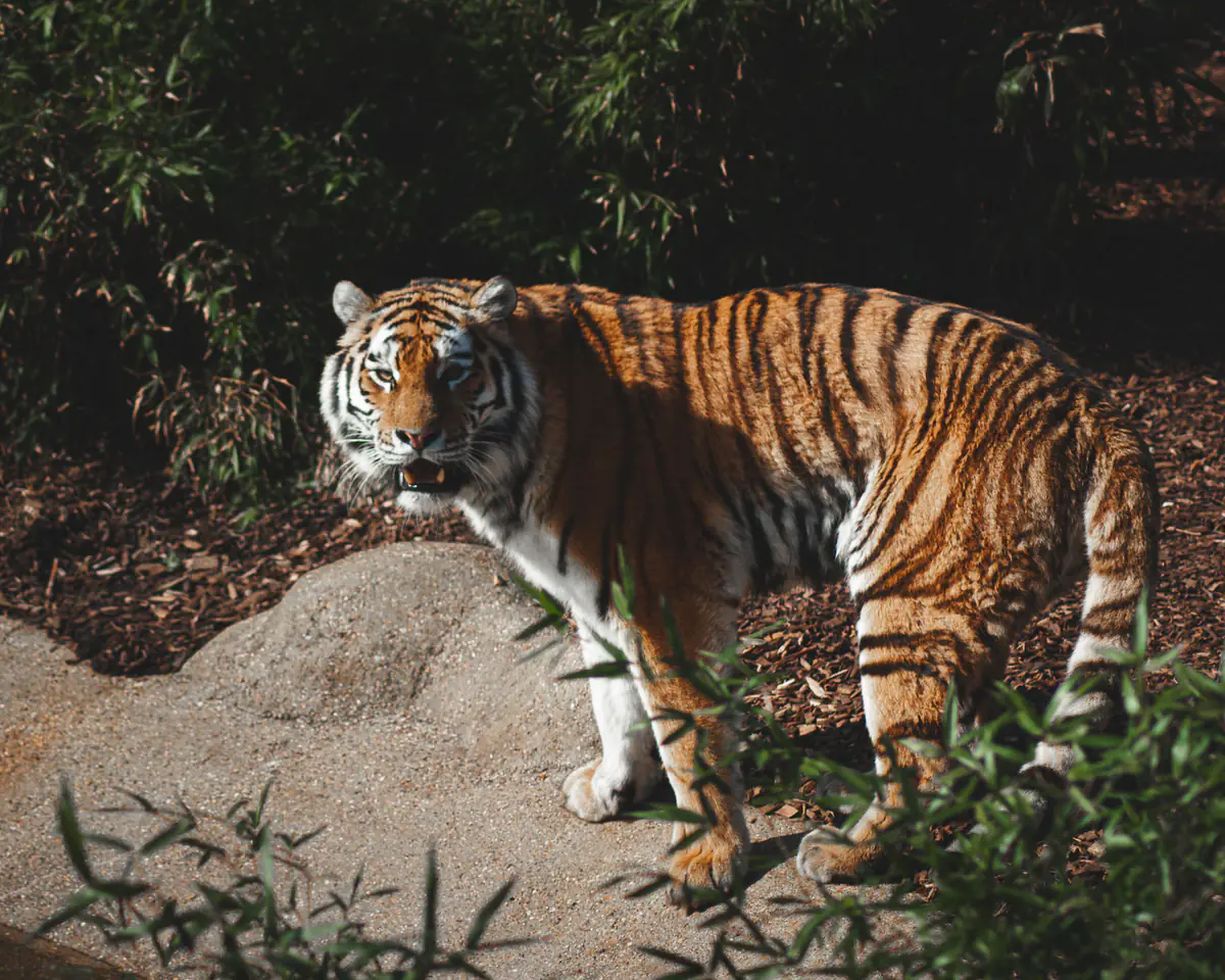 Amur Tiger