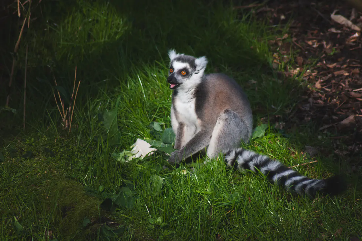 Ring-Tailed Lemur