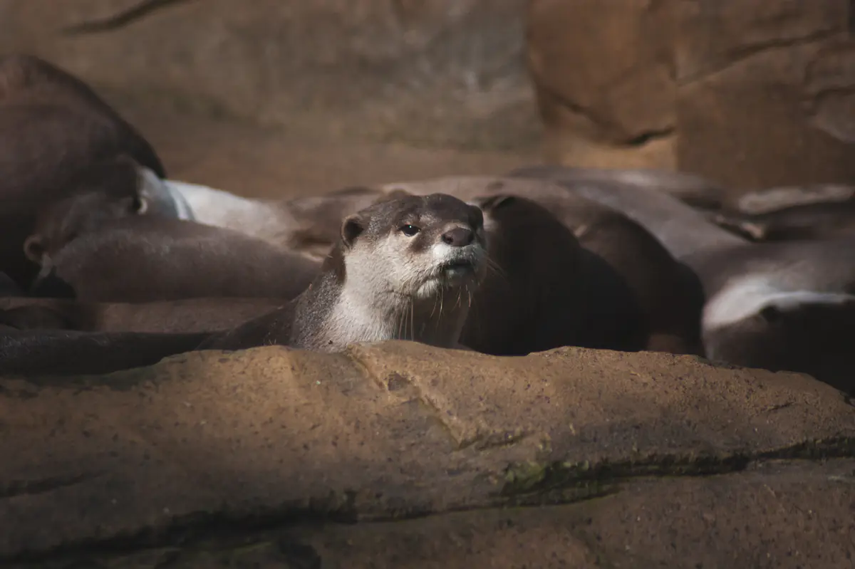 Smooth-Coated Otter