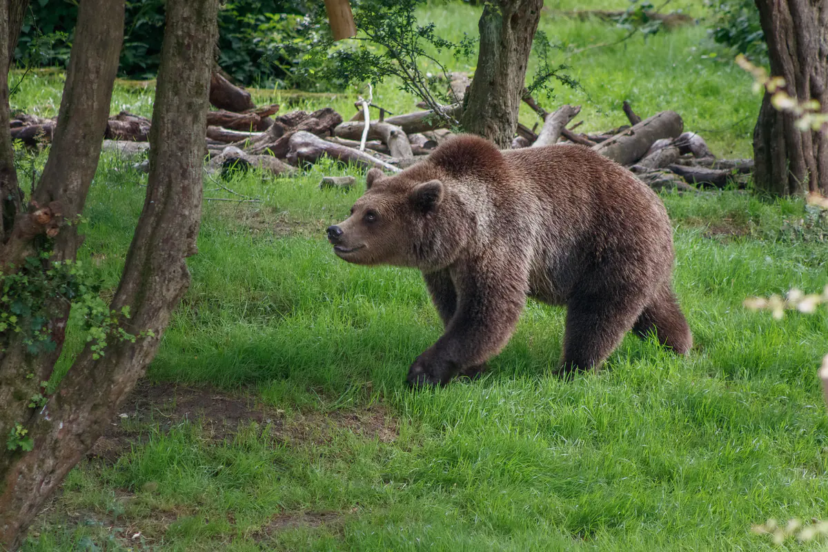 European Brown Bear