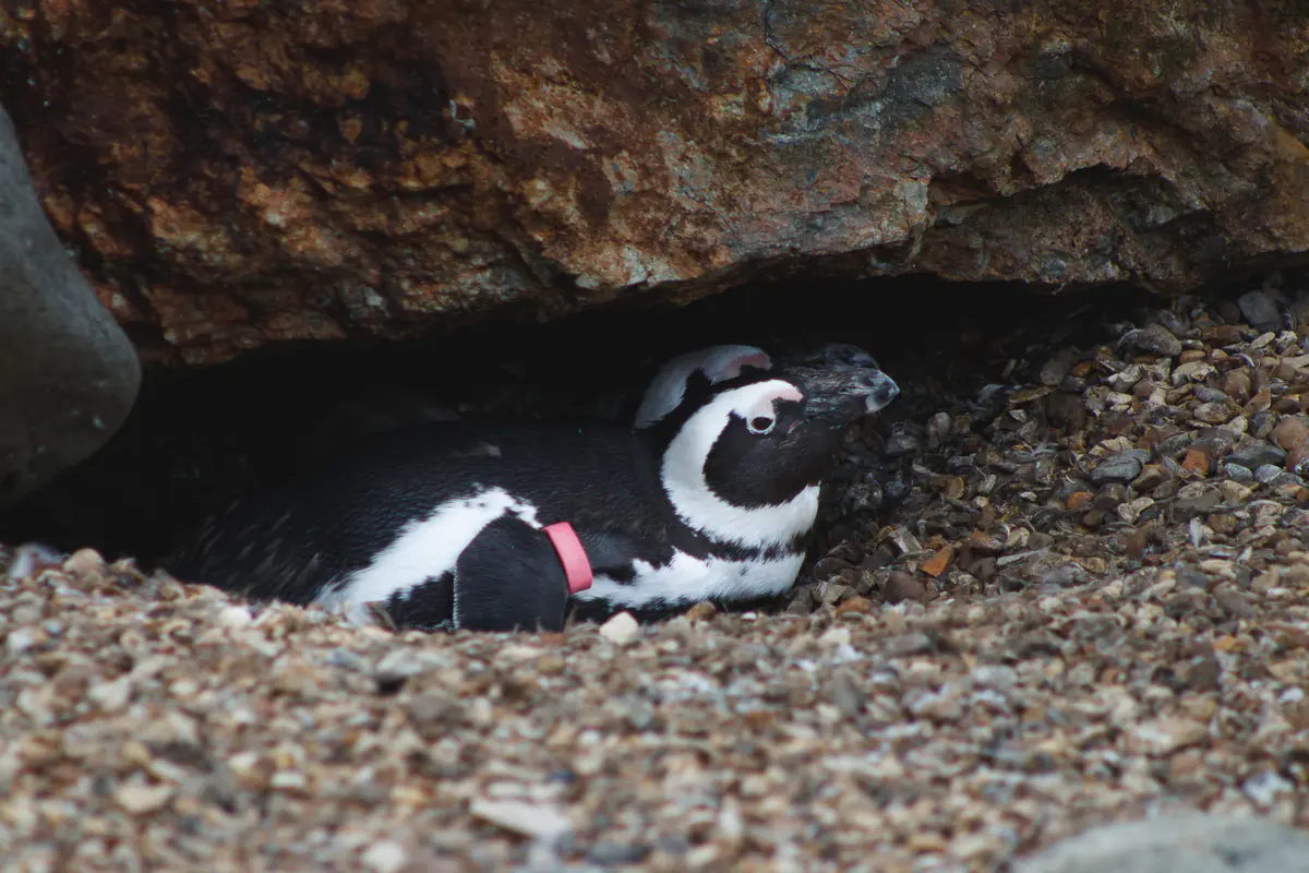 African Penguin