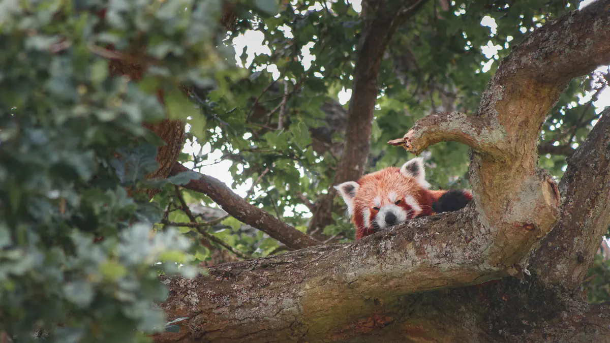 Red Panda