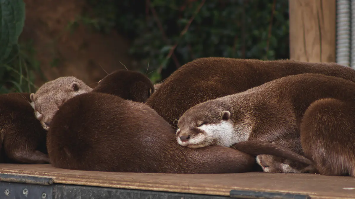Asian Short Clawed Otter
