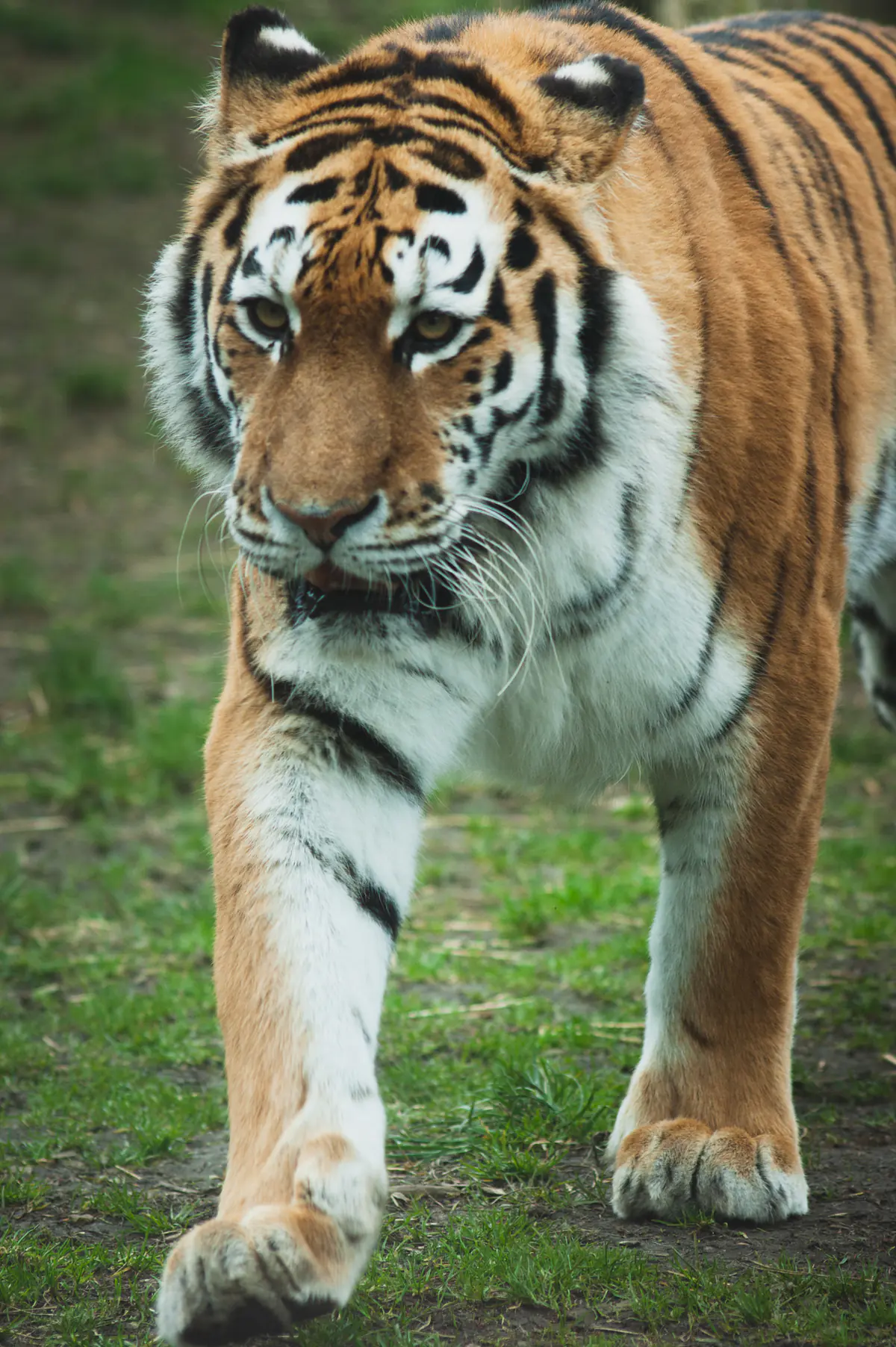 Amur Tiger