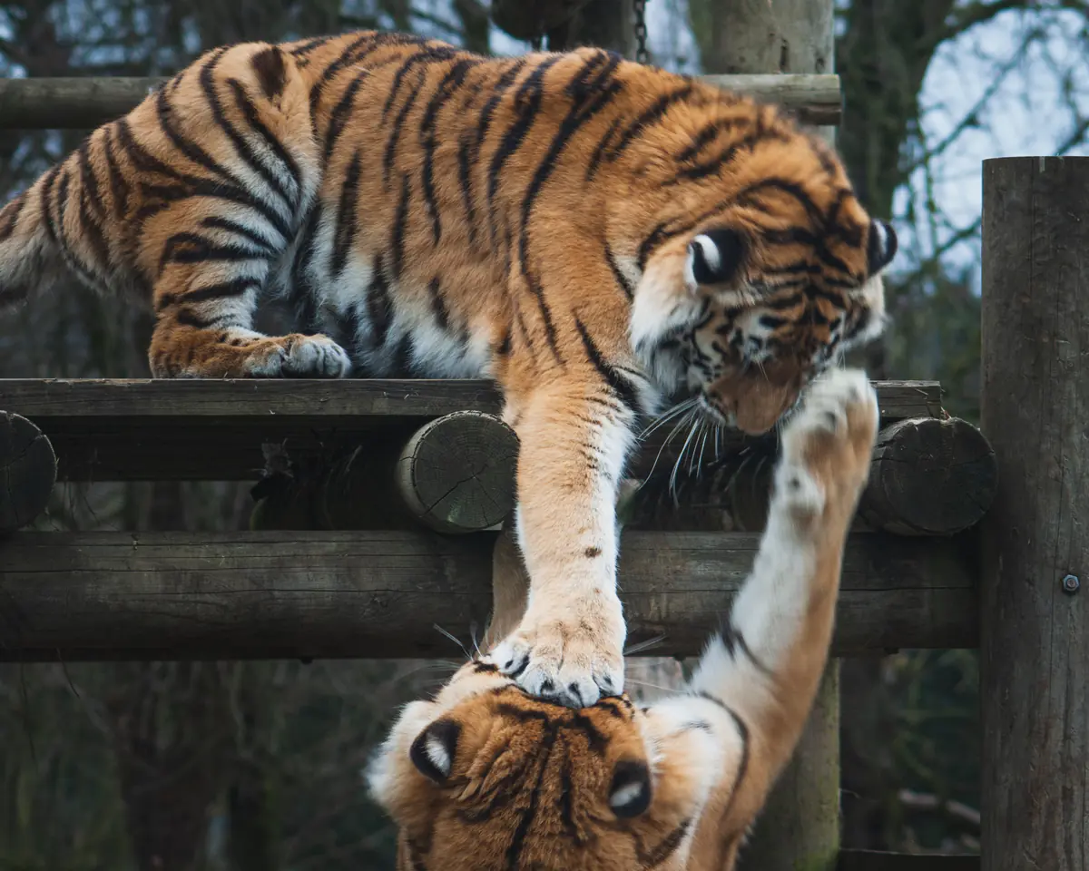 Siblings being siblings