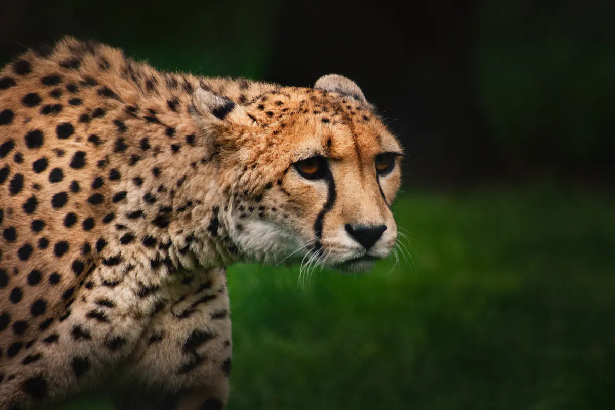 Banham Zoological Gardens