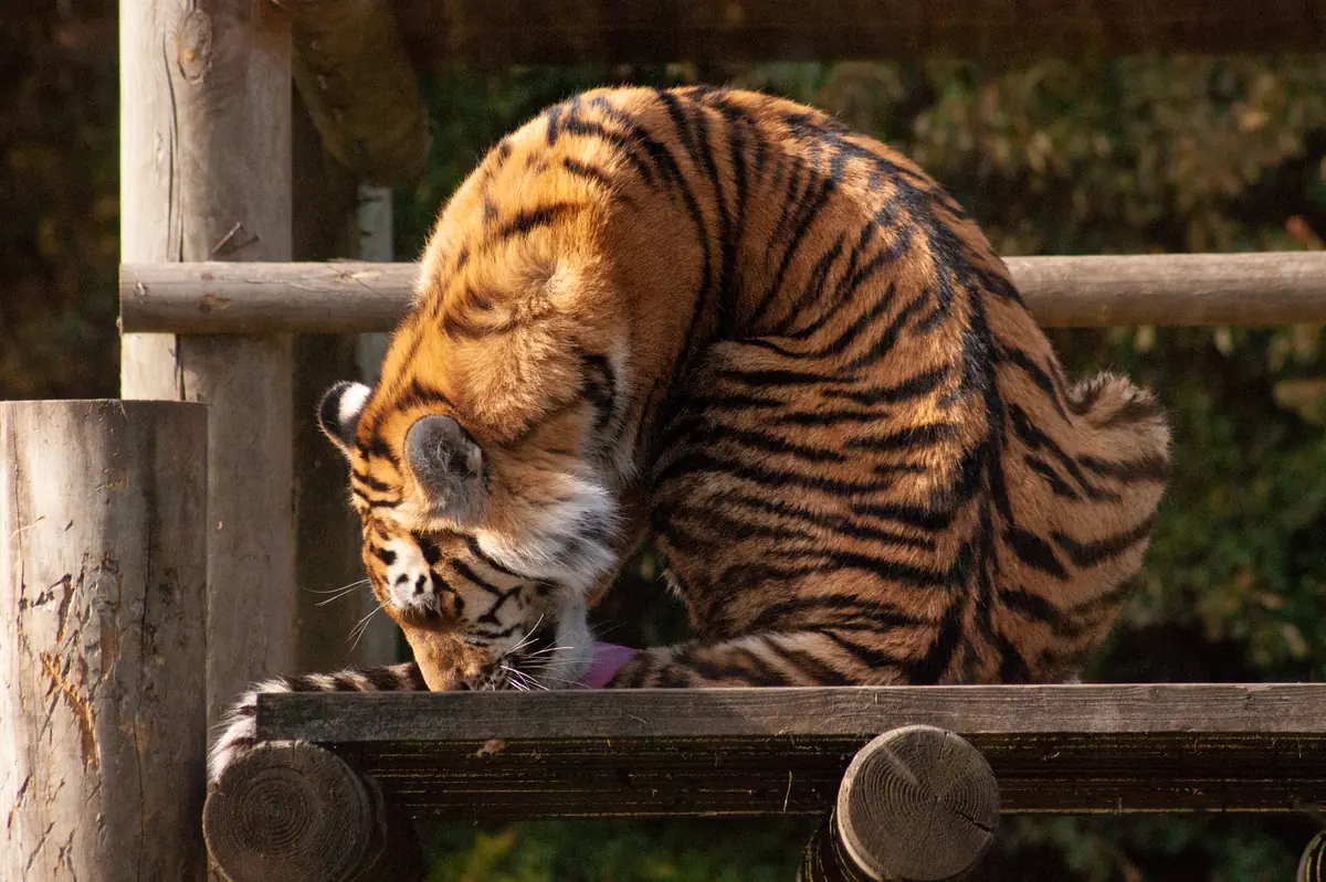 I might be a tiger, but I'm still a cat