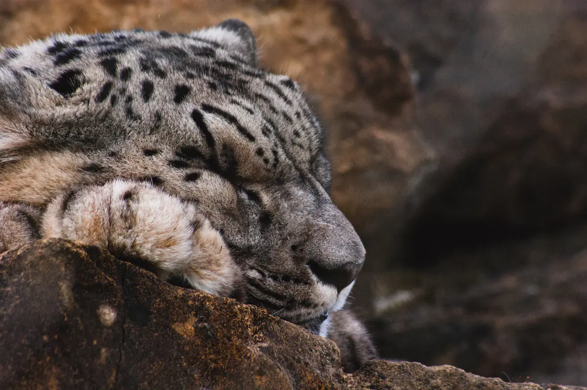 Snow leopard