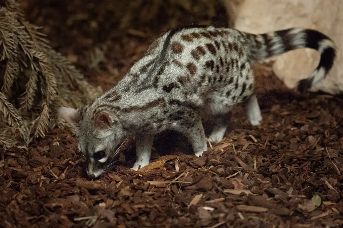 Common genet
