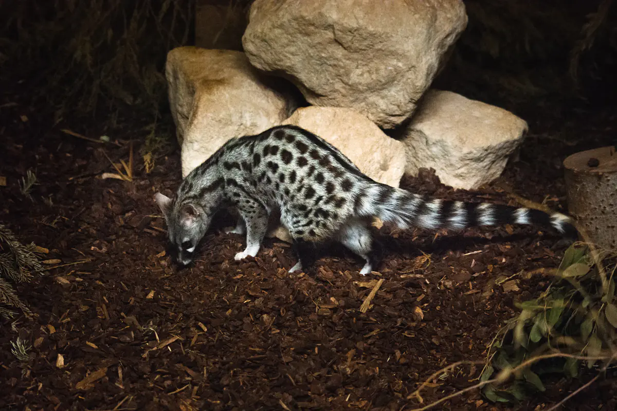 Common genet