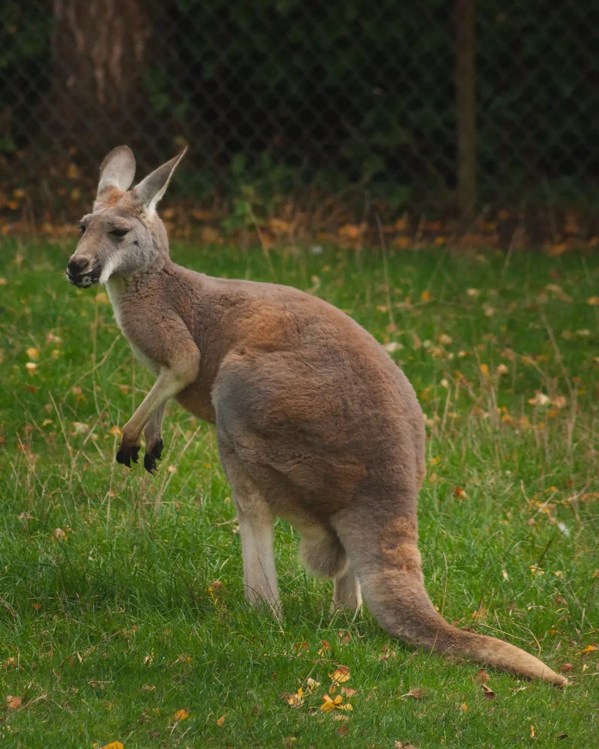 Kangaroo