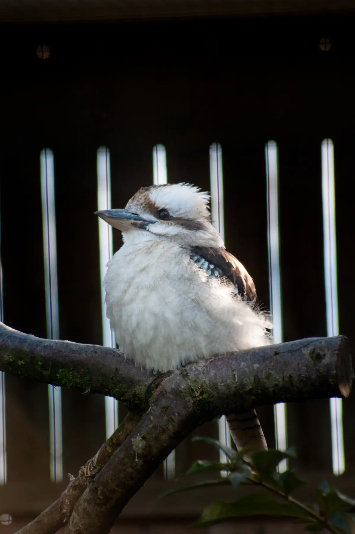 Kookaburra