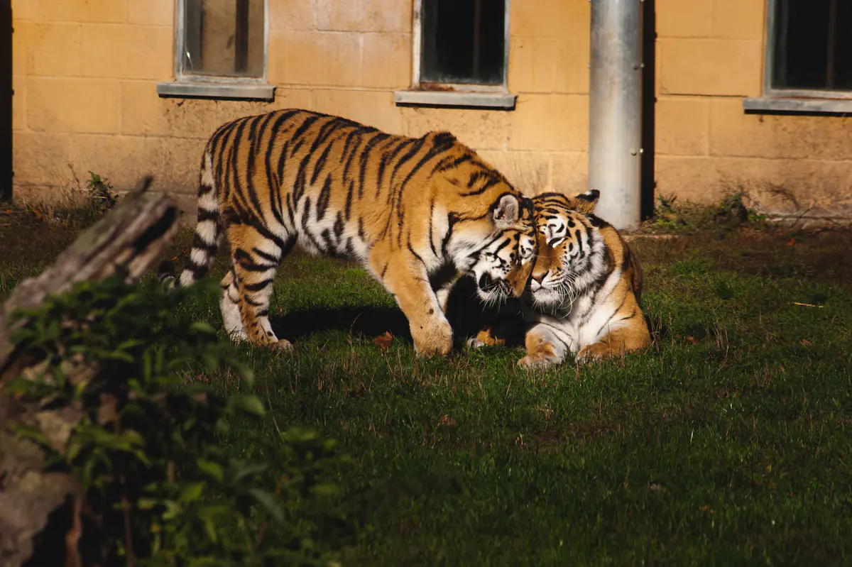 Amur Tiger
