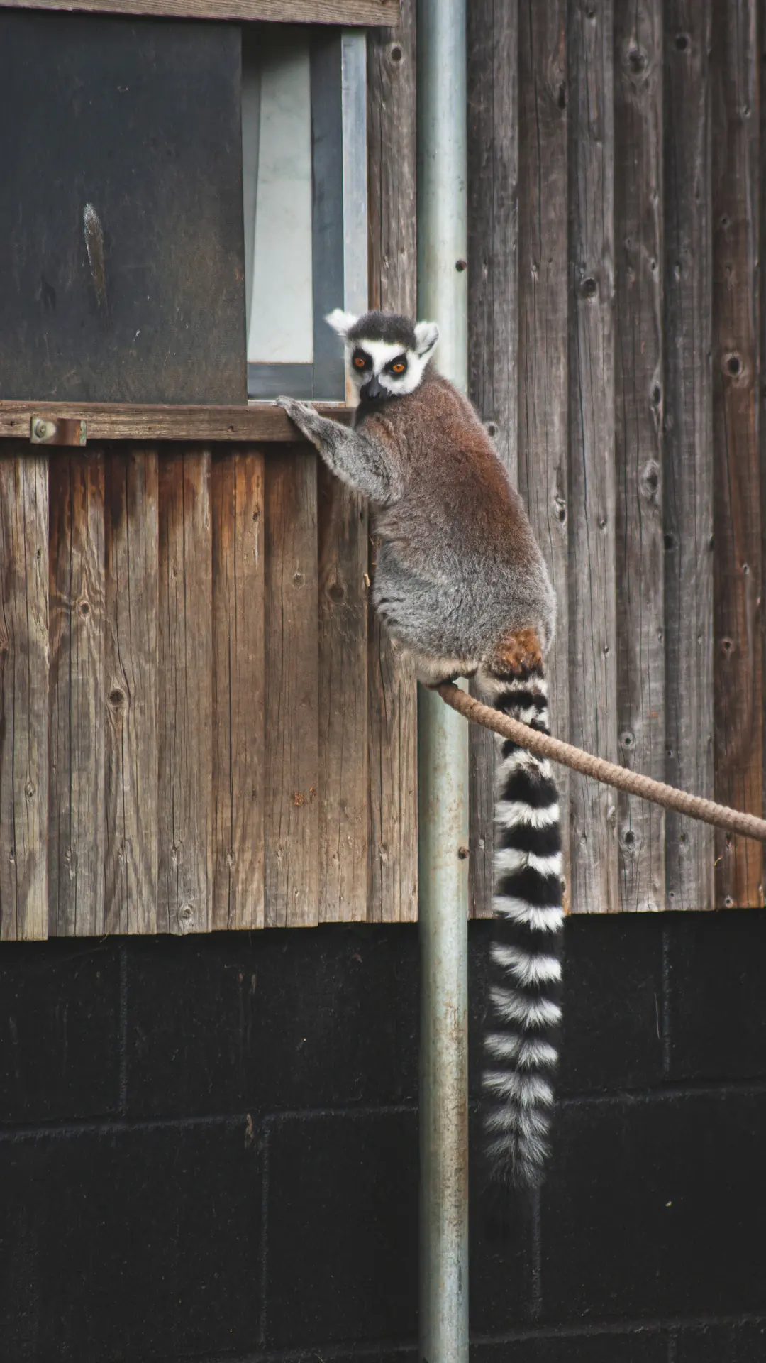 Ring-Tailed Lemur