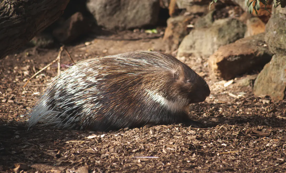 Crested Porcupine
