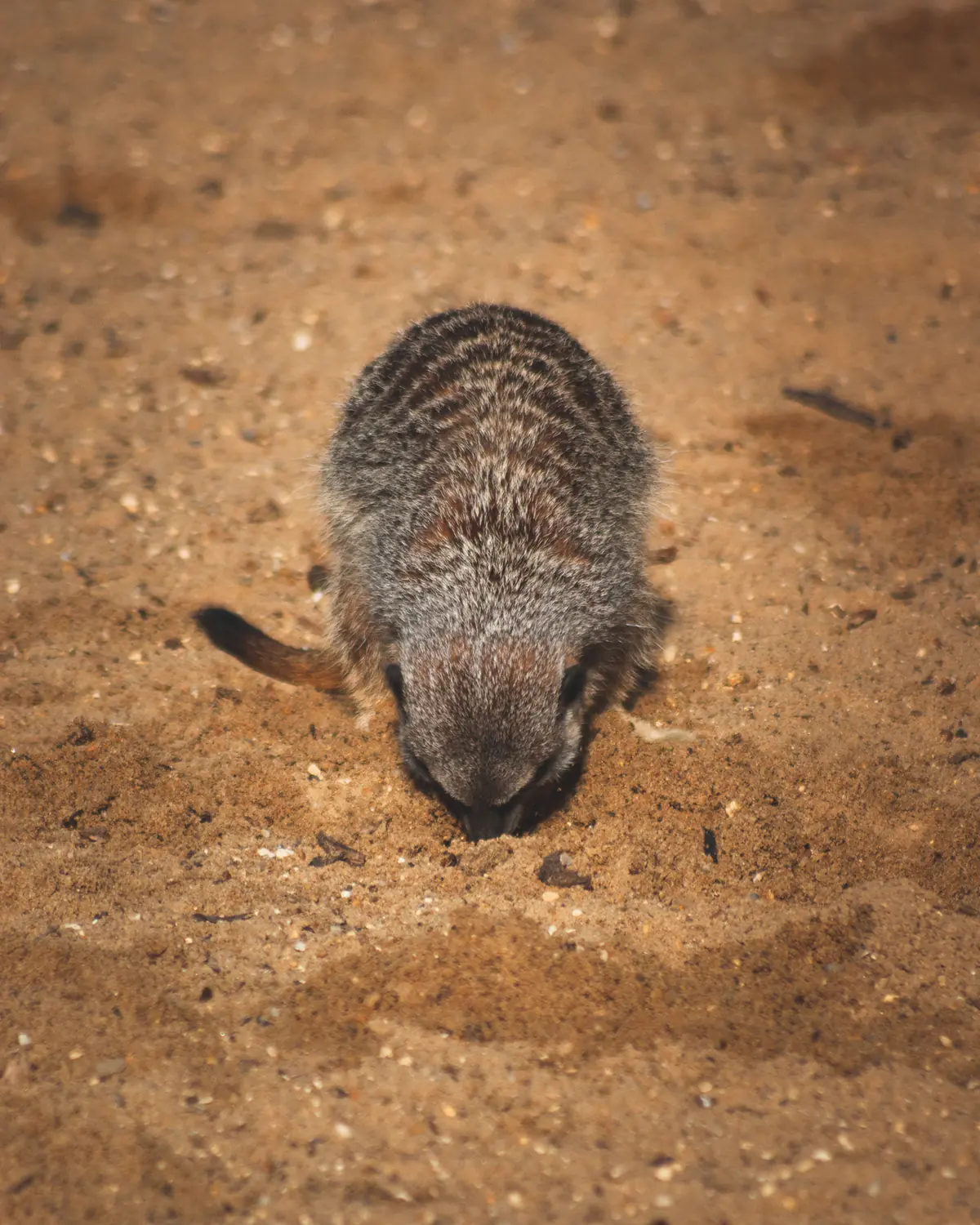 Slender-Tailed Meerkat