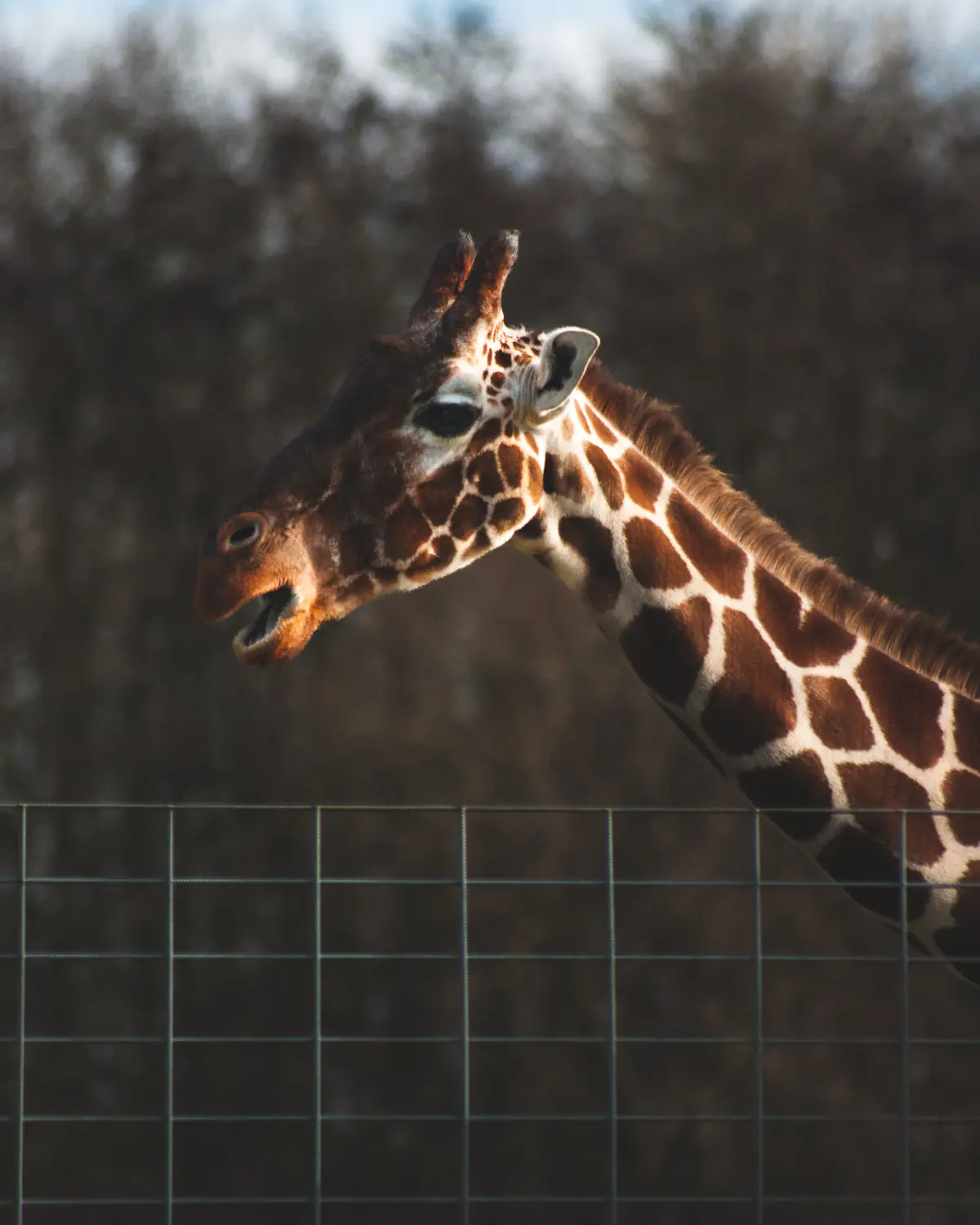 Reticulated Giraffe