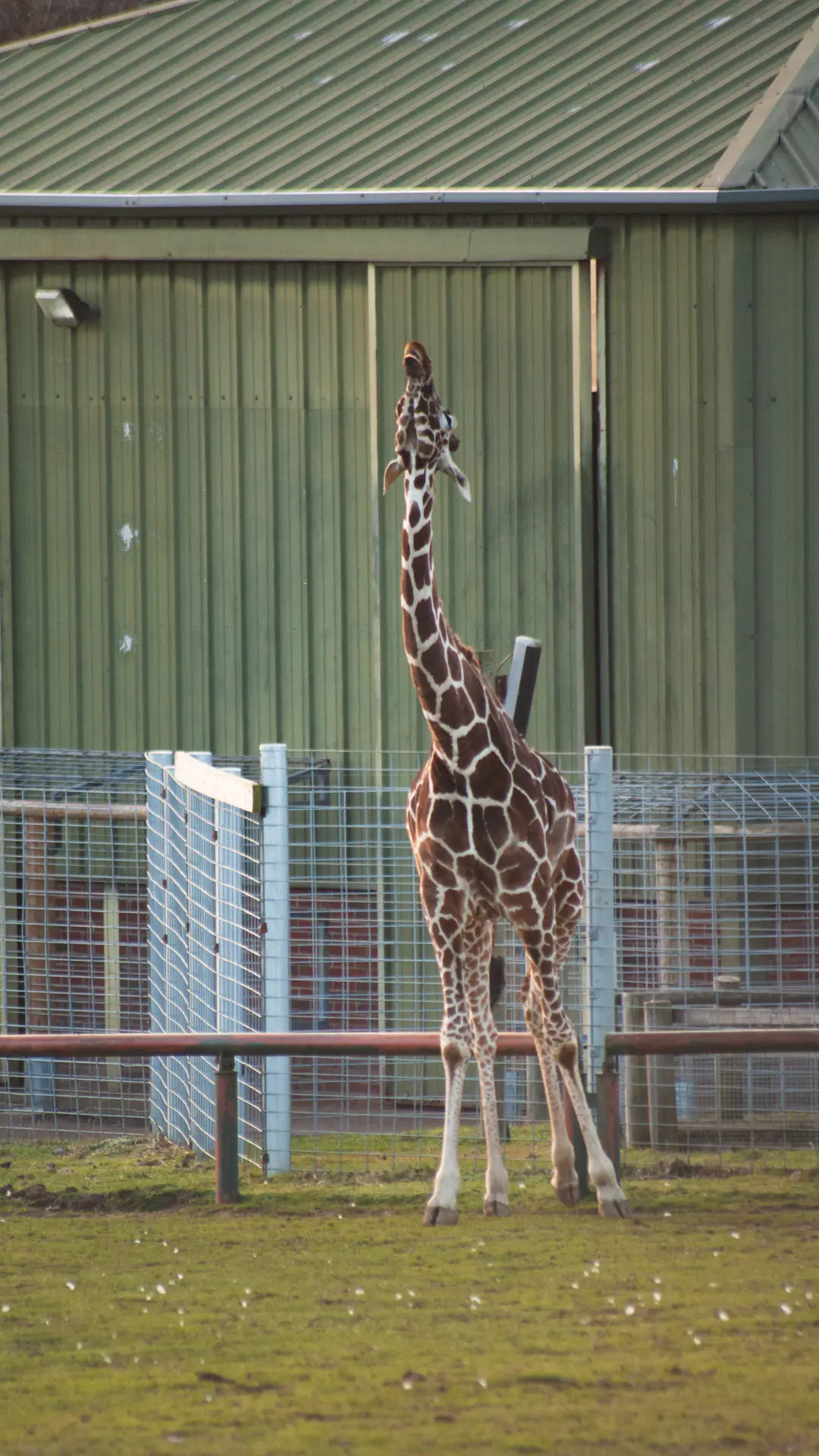 Reticulated Giraffe
