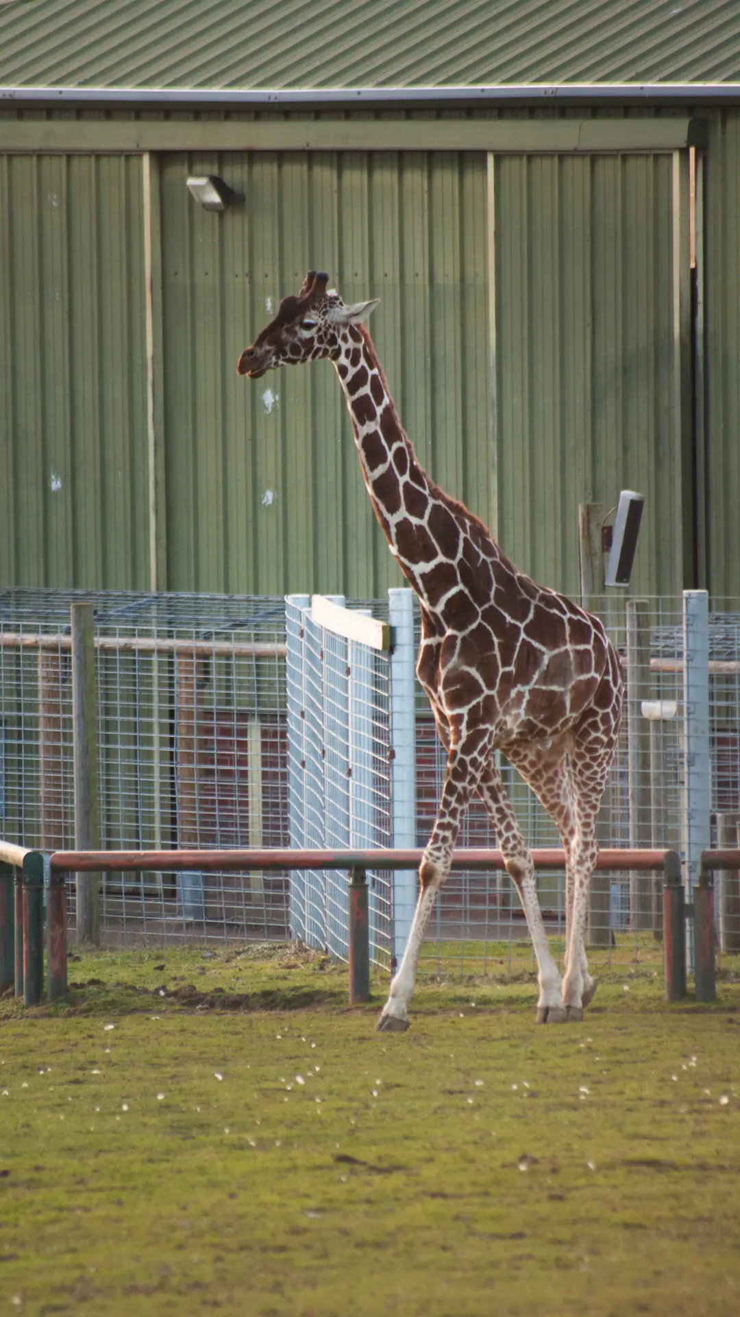 Reticulated Giraffe