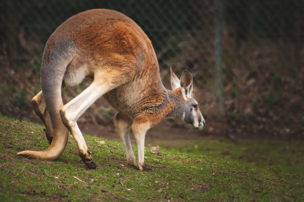 Kangaroo