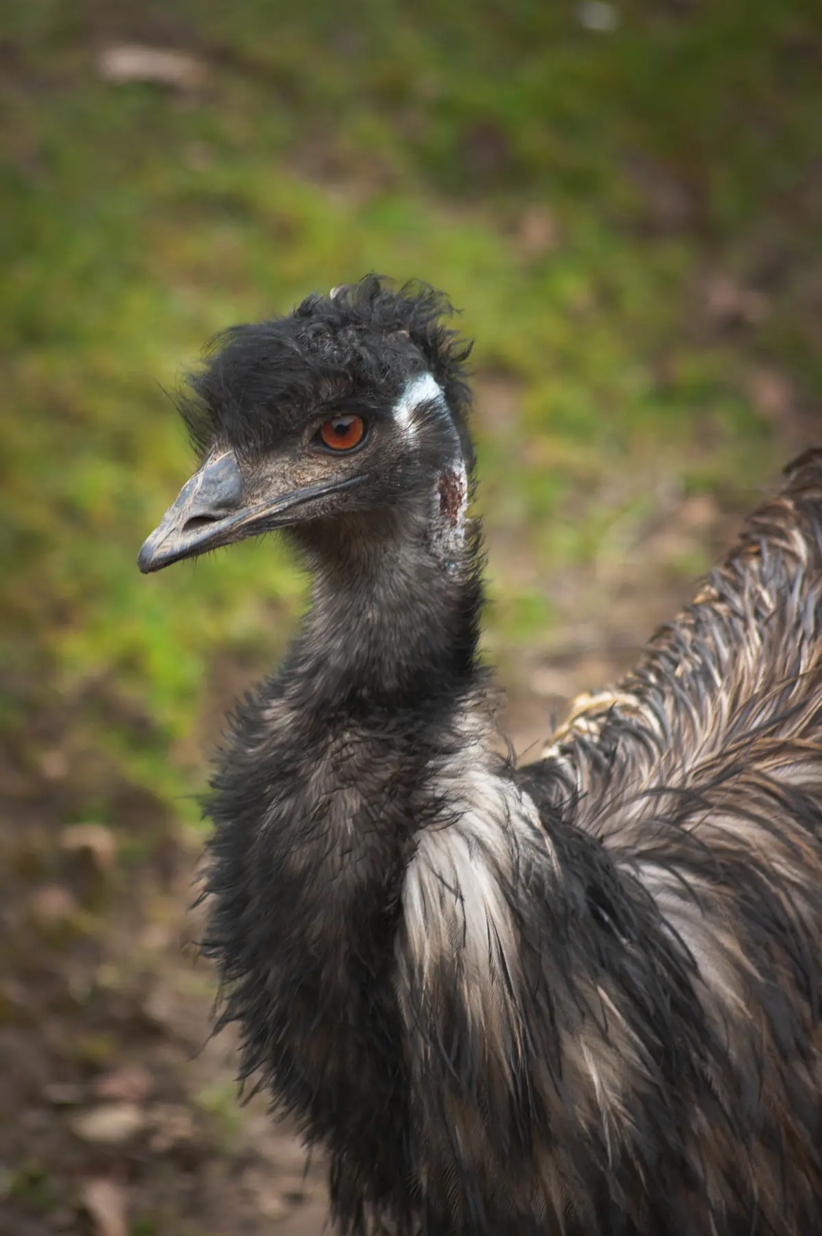 Emu