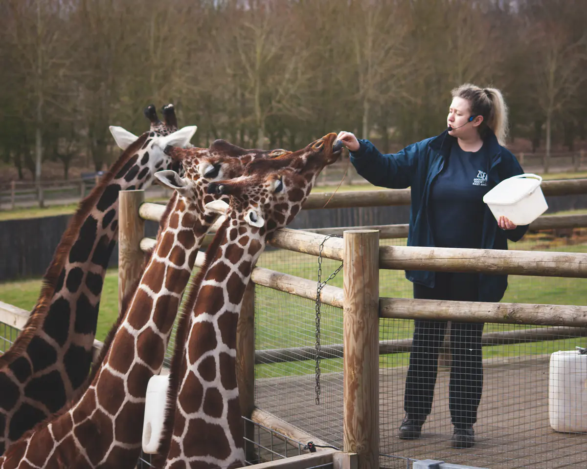Giraffe feeding time