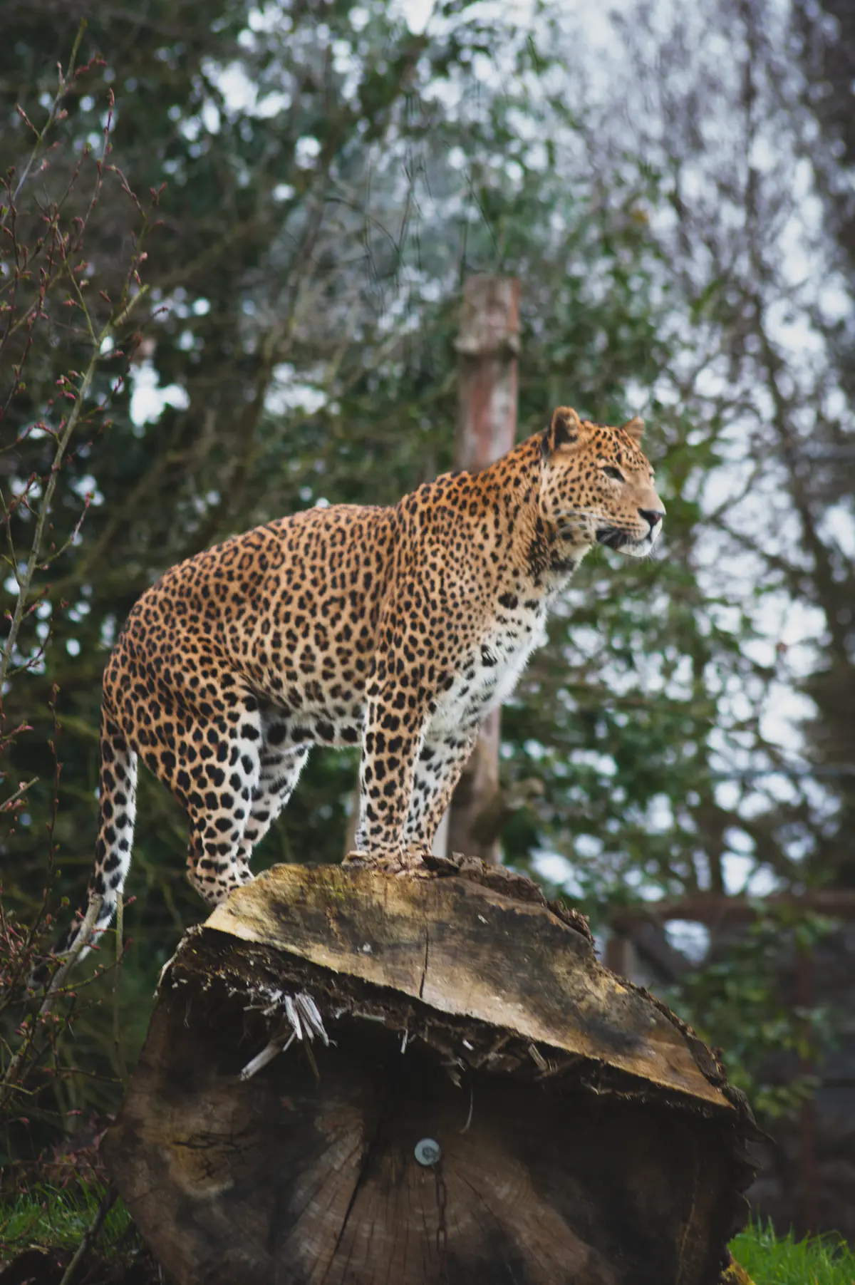 Sri-Lankan Leopard