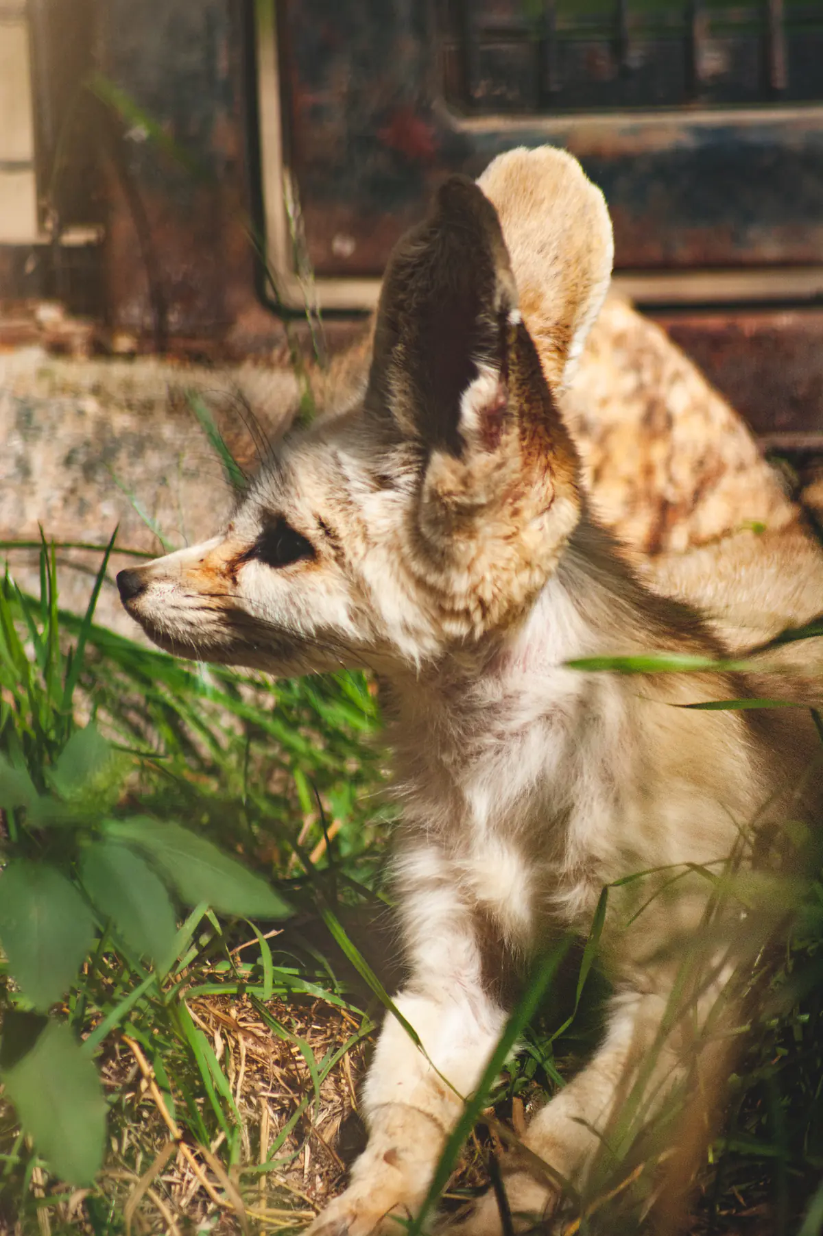 Fennec Fox