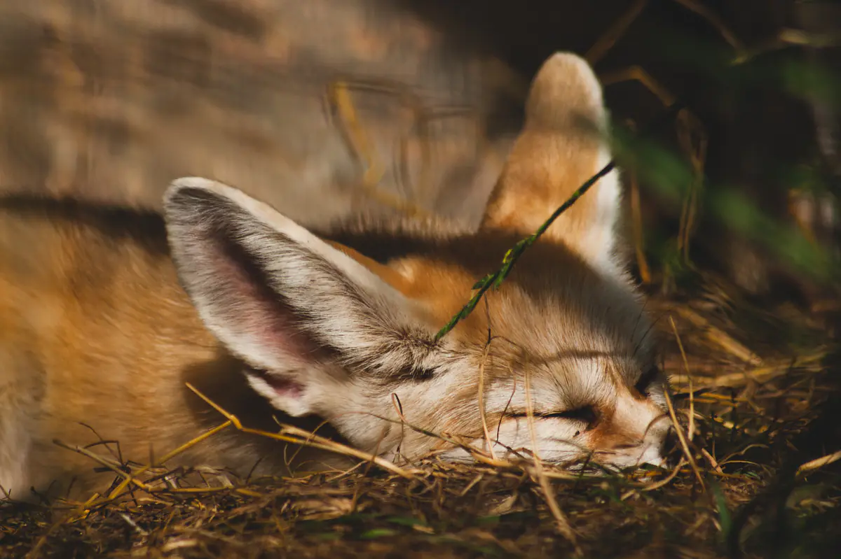 Fennec Fox