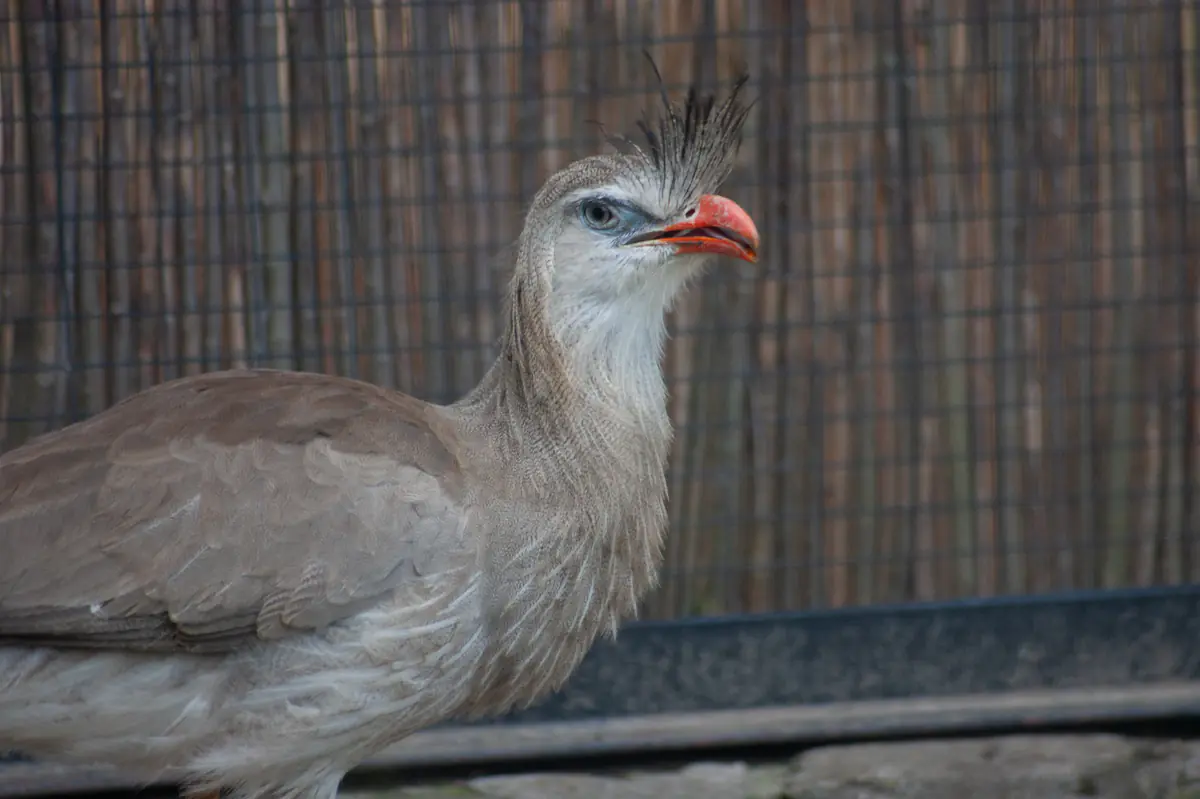 Red-legged seriema