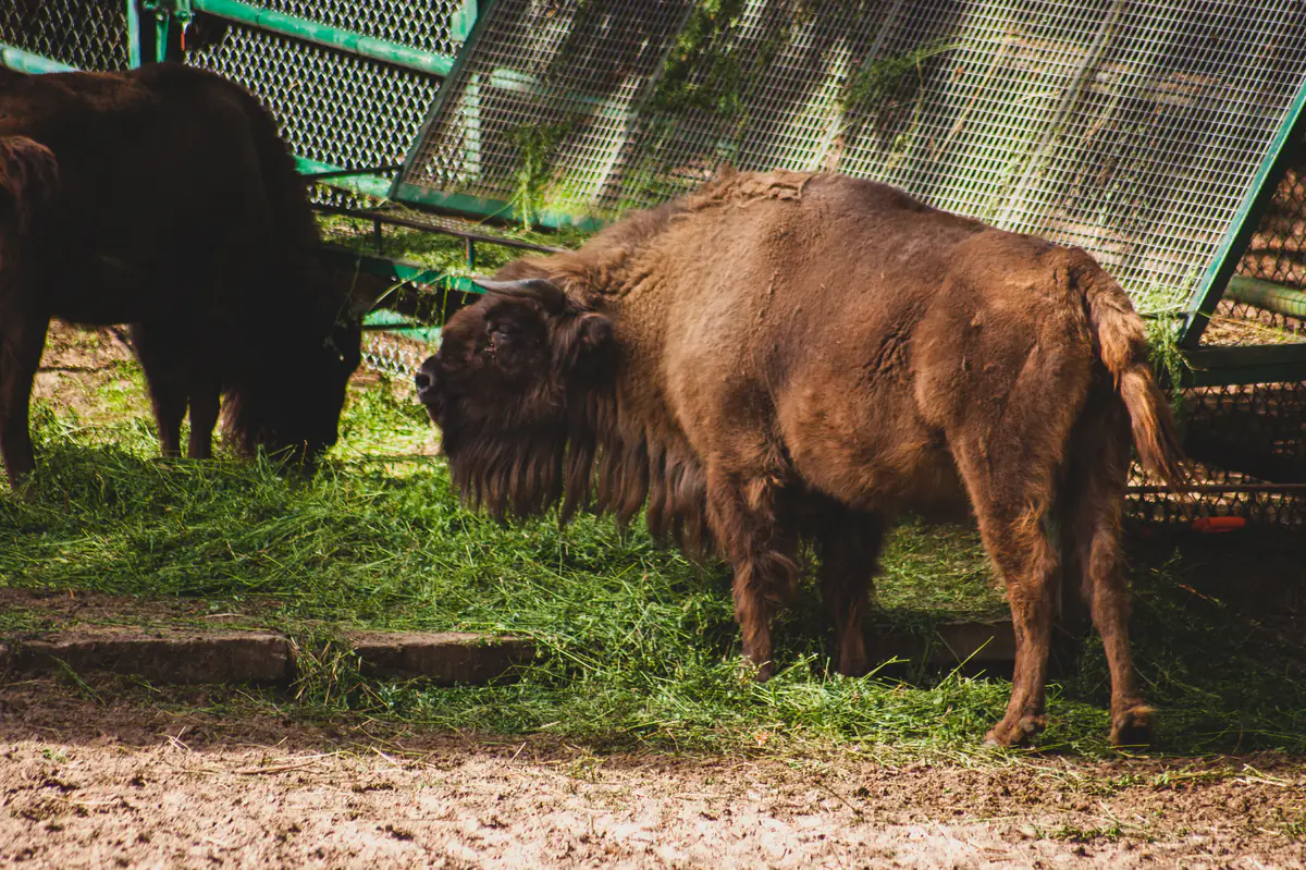 Europea Bison