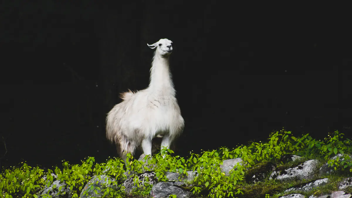 Llama
