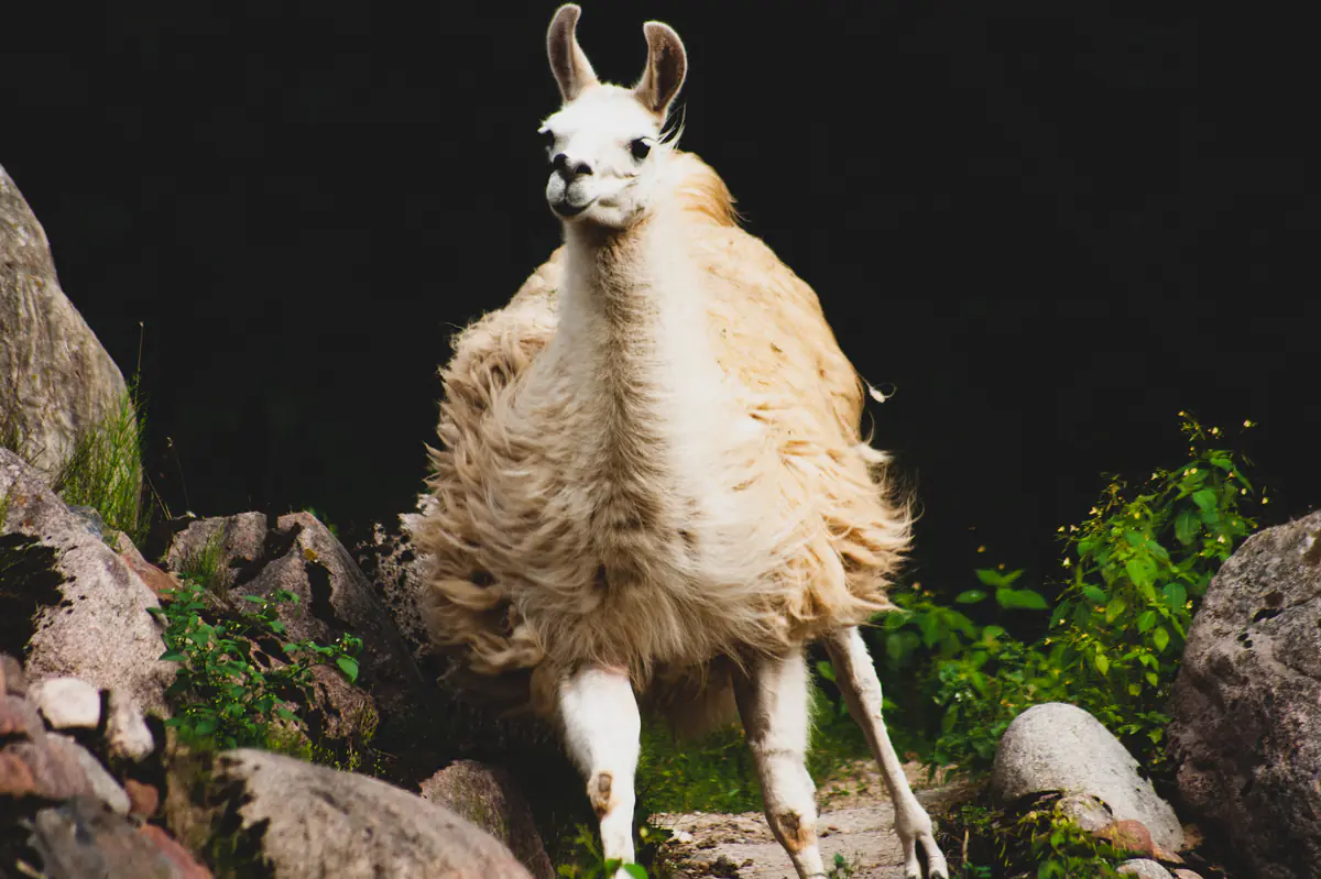Llama