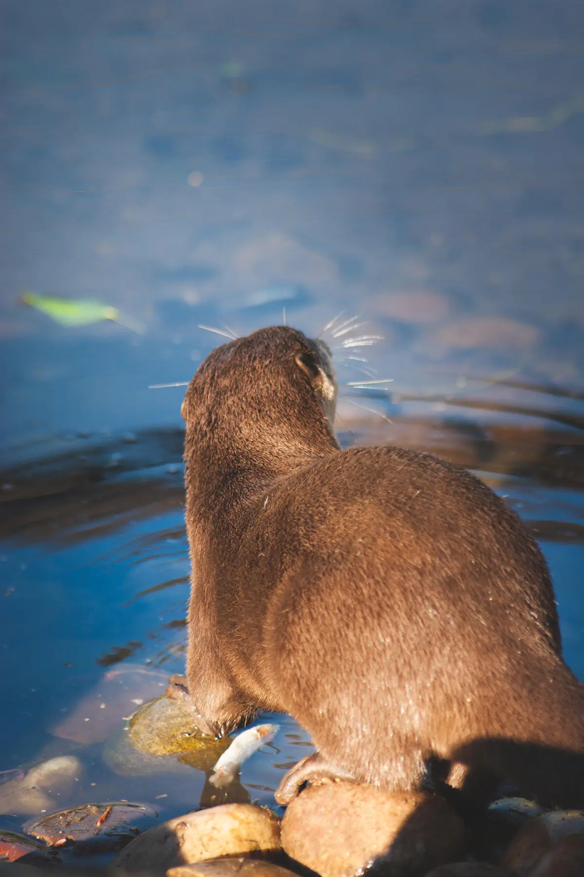 Asian small-clawed otter